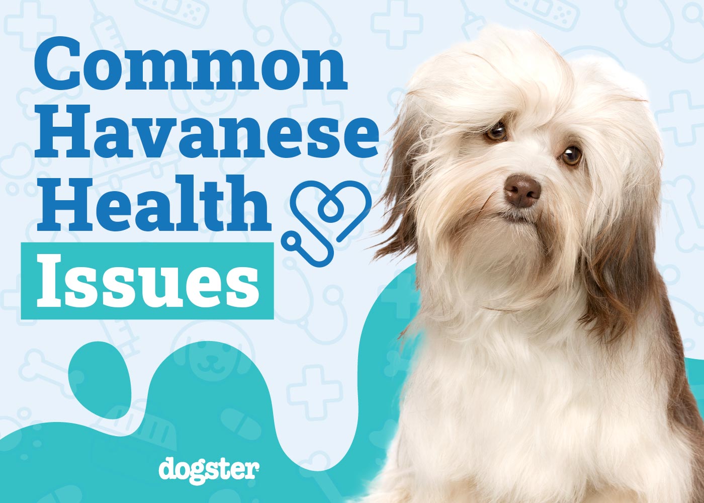 Havanese Dog Health News: Important Updates