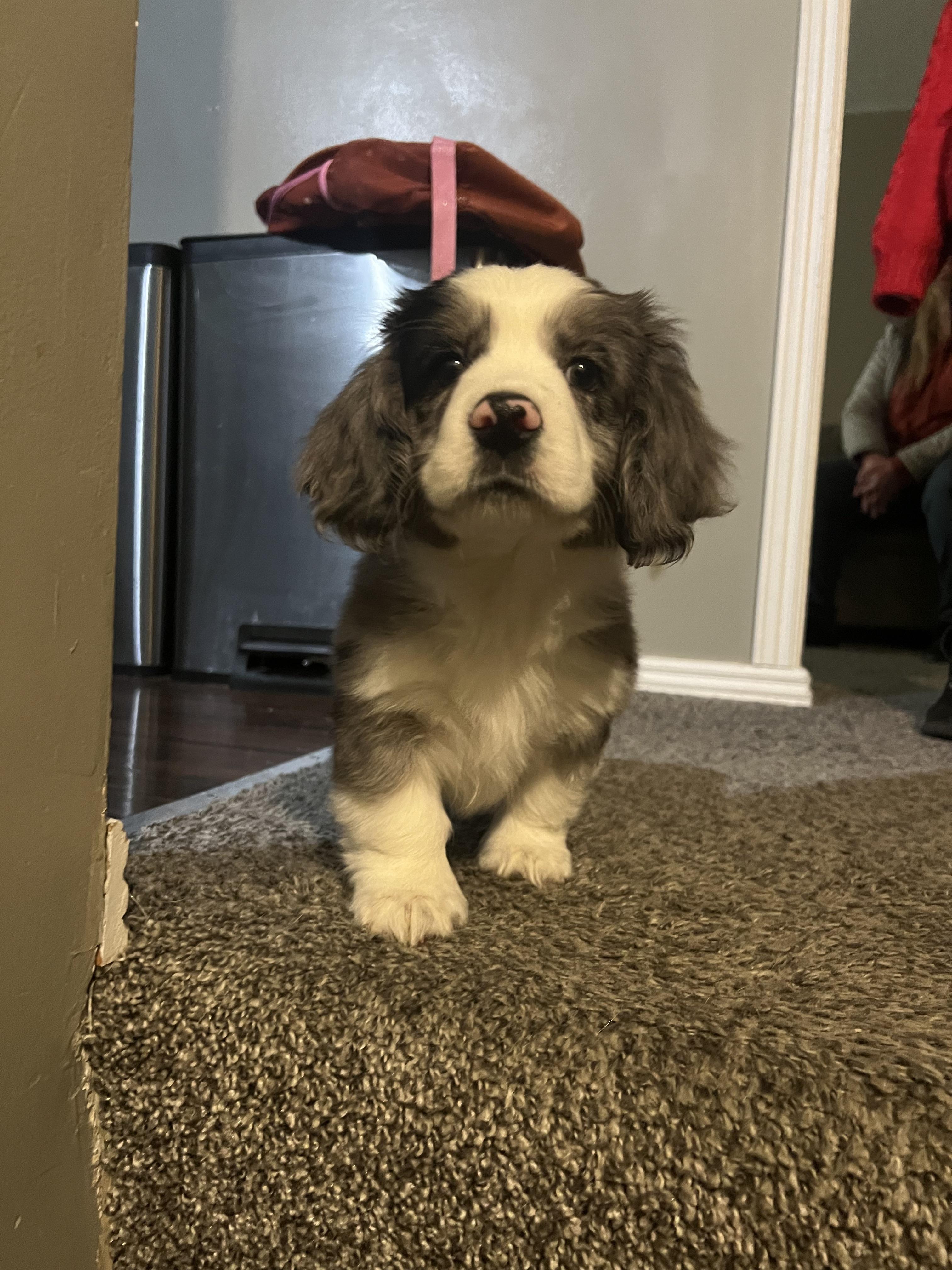 Cocker Spaniel Corgi Mix: Is This Adorable Breed Right for You?