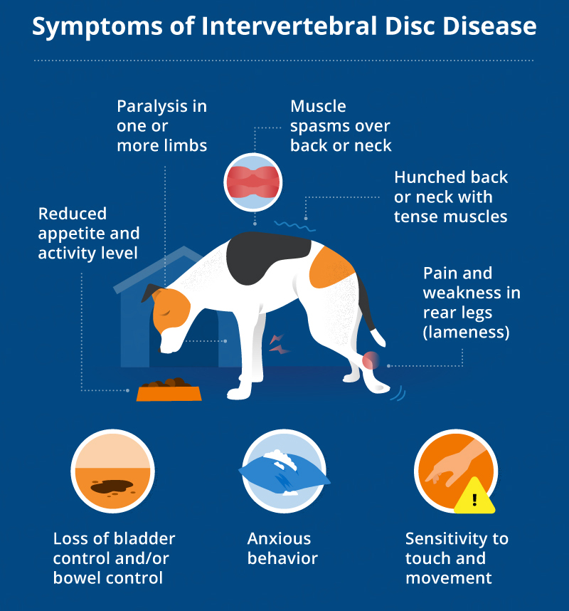 Corgi IVDD: Symptoms, Diagnosis, and Treatment