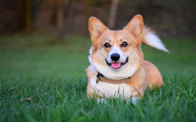 Pembroke Welsh Corgi News: All the Latest Updates and Adorable Stories About Your Favorite Breed!