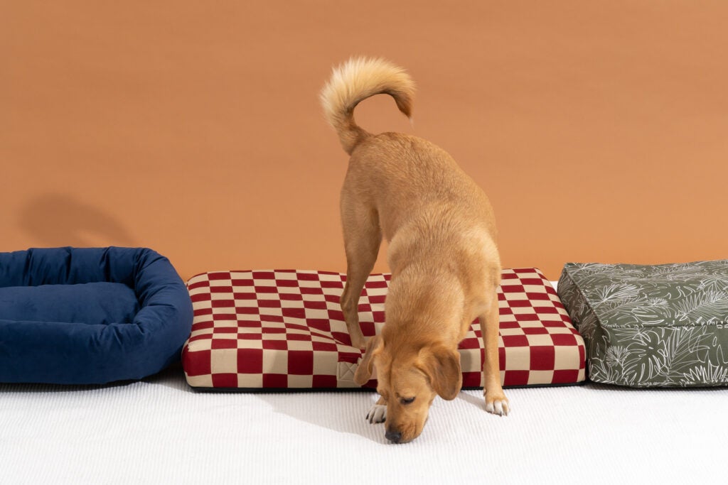 Dog Bed News: Find the Perfect Bed for Your Dog Today