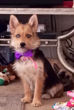 Siberian husky mixed with yorkie: how big do they get?