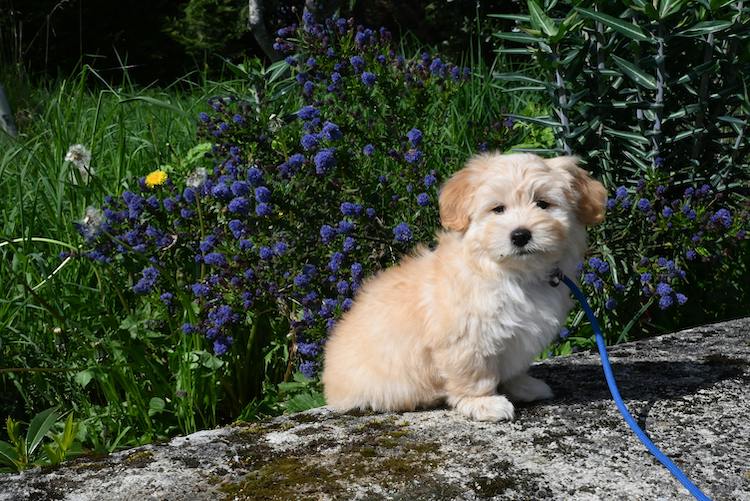 Havanese Dog Health News: Important Updates