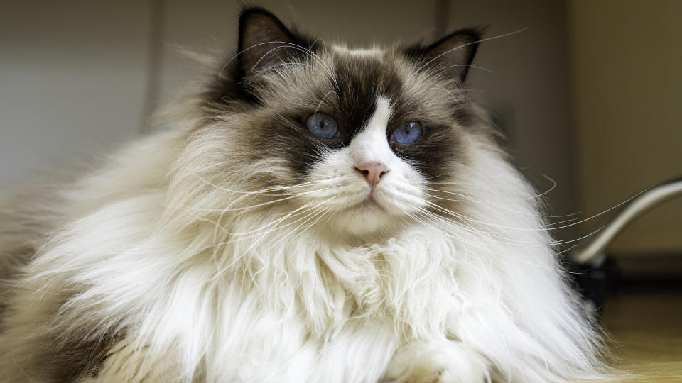 Seal Ragdoll Cat: The Charming Kitty with a Dark Secret