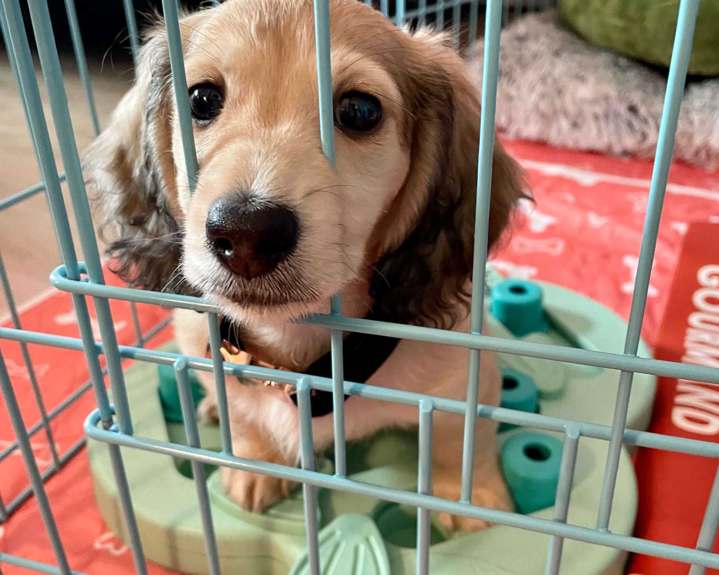 Why is My Puppy Crying in Kennel? Learn How to Calm Your Little Dog