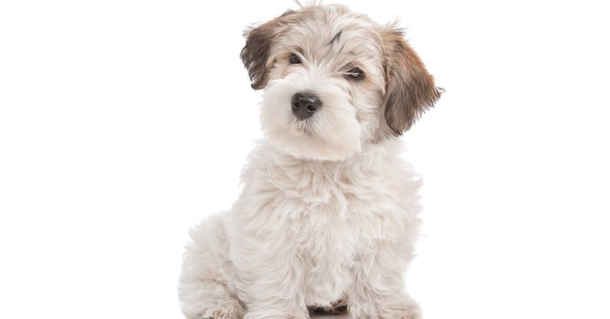 Corgi and Maltese Mix: A Cute Combo or a Big Challenge?