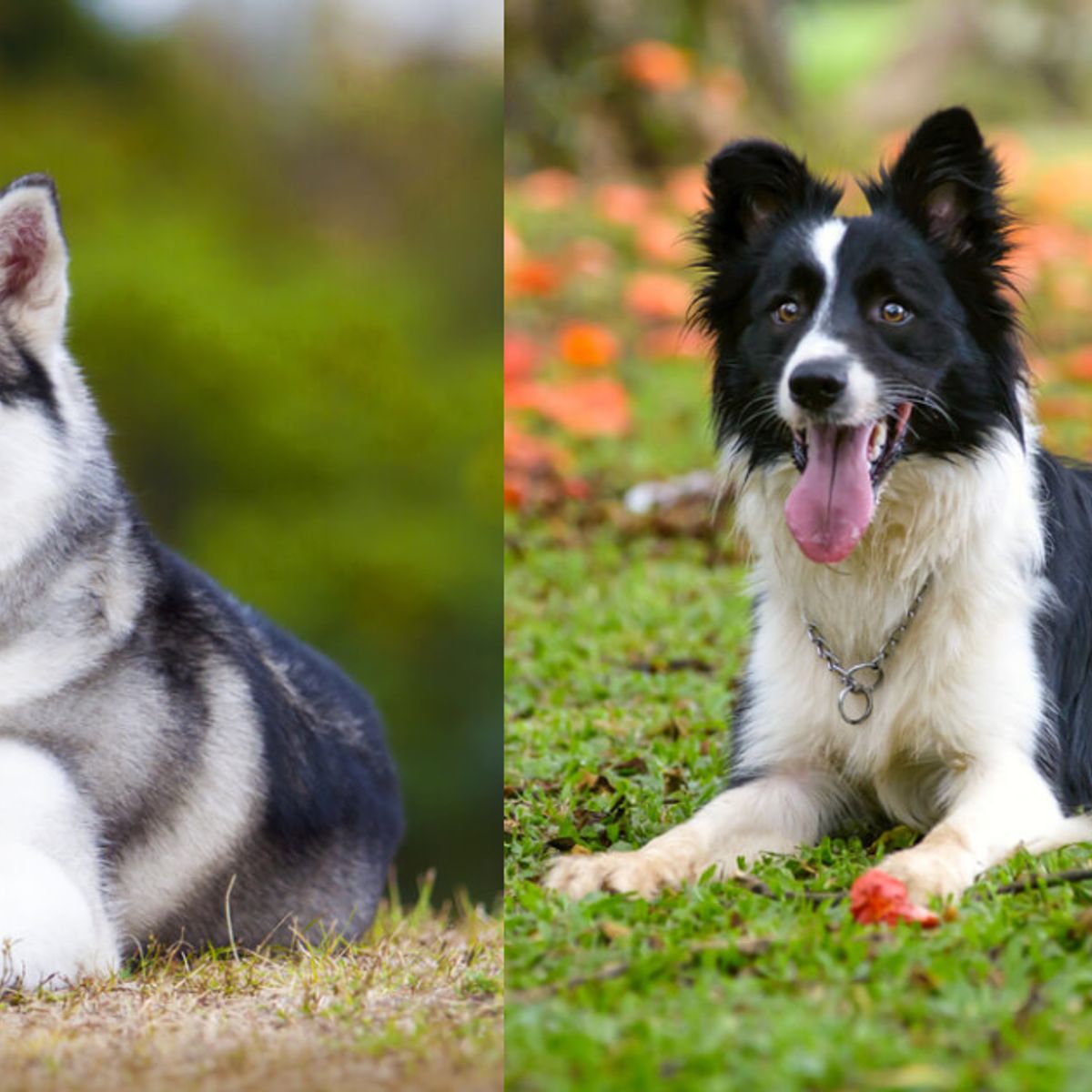 Is a Siberian Husky and Border Collie Mix Right for You?