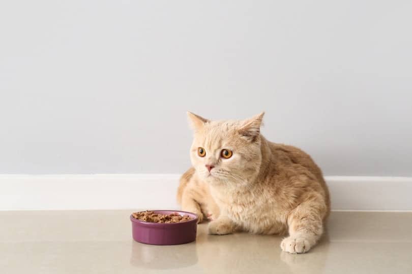 Whats the Best Orange Cat Food? Find Out Now!