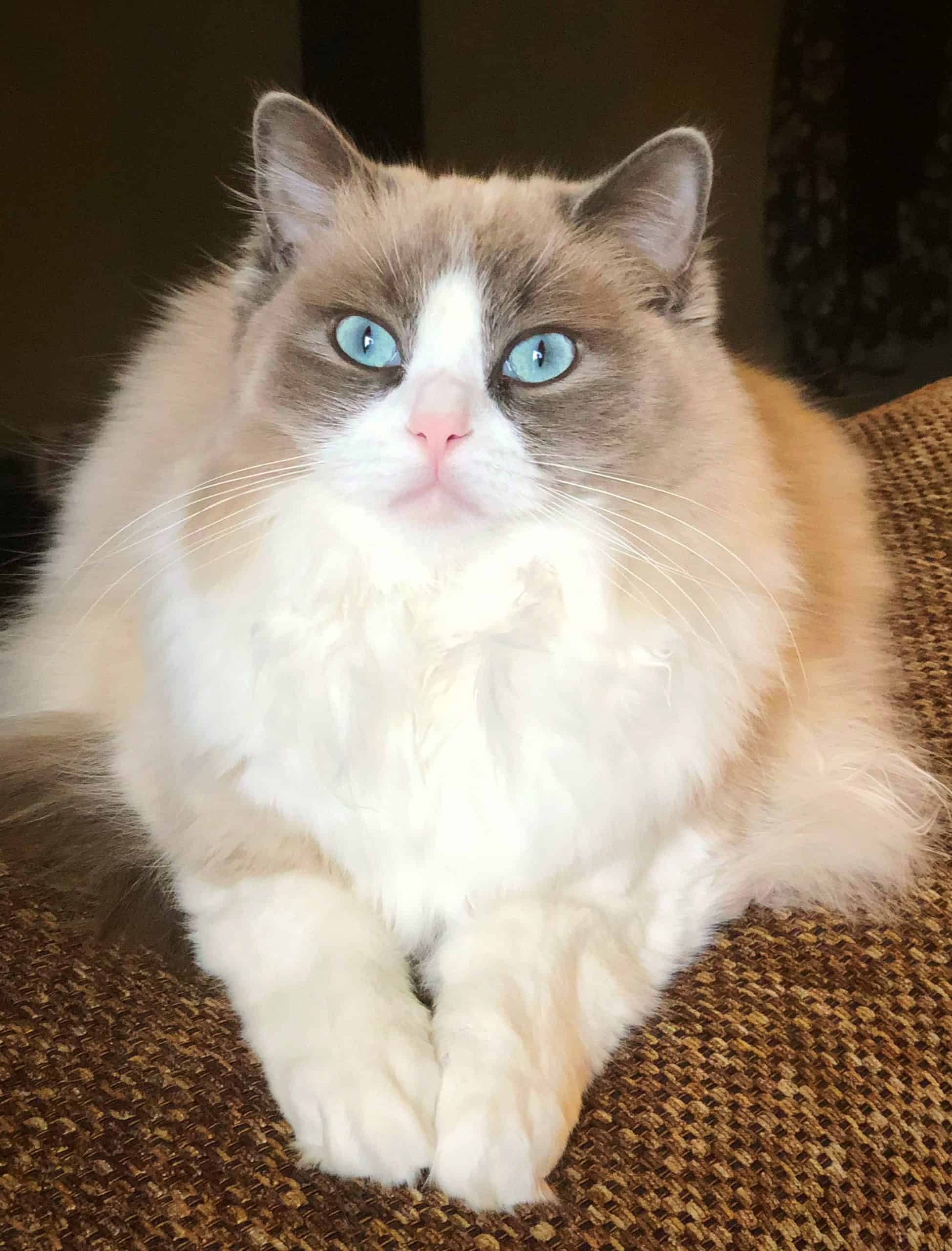 Ragdoll Mink Cat: The Softest Fur Youll Ever Feel