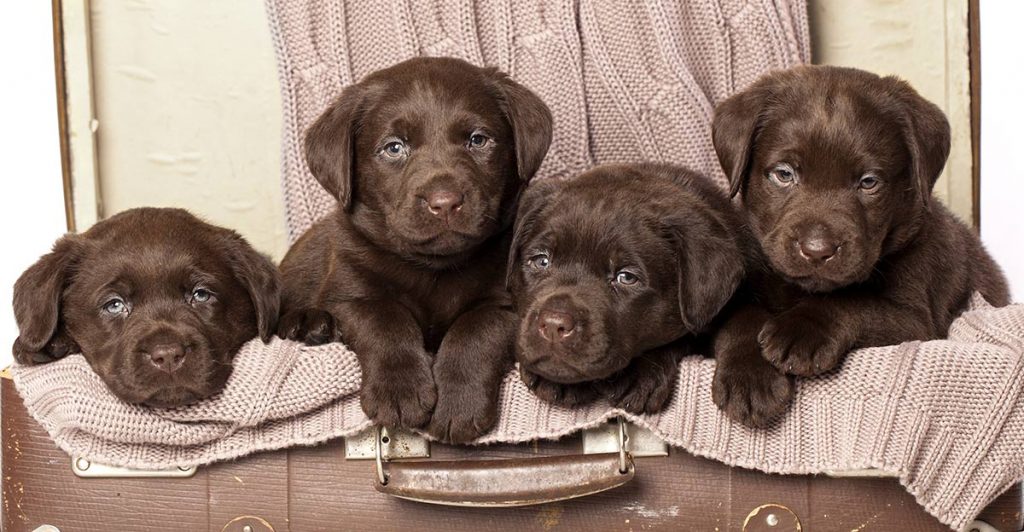 Is a Chocolate Golden Lab Mix Right for You? Find Out!