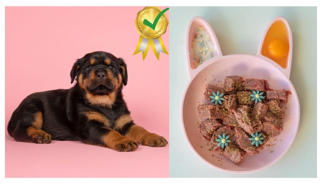 Rottweiler Raw Food Diet Benefits: Healthier Dog, Happy You