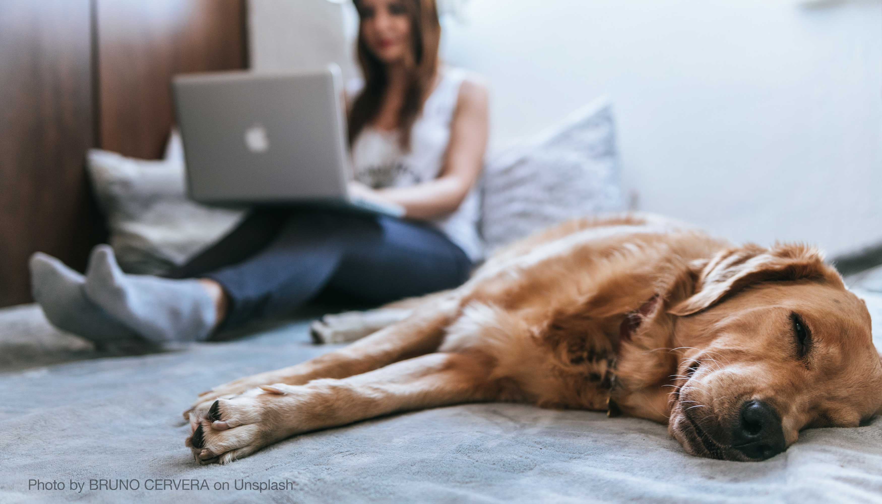 Dog BJ: Easy Tips for a Clean and Happy Dog at Home