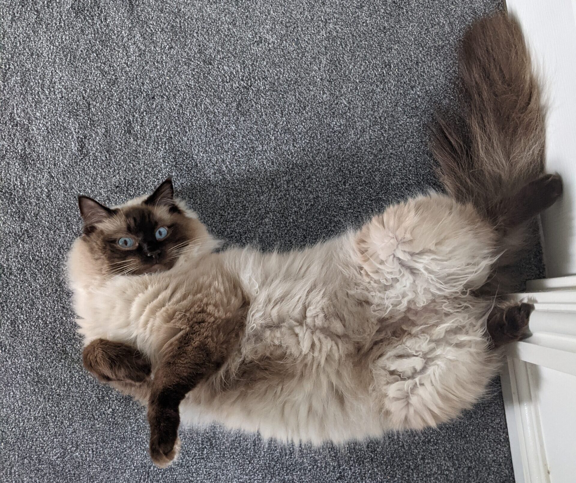 Chocolate Point Ragdoll Cats: Everything You Need to Know