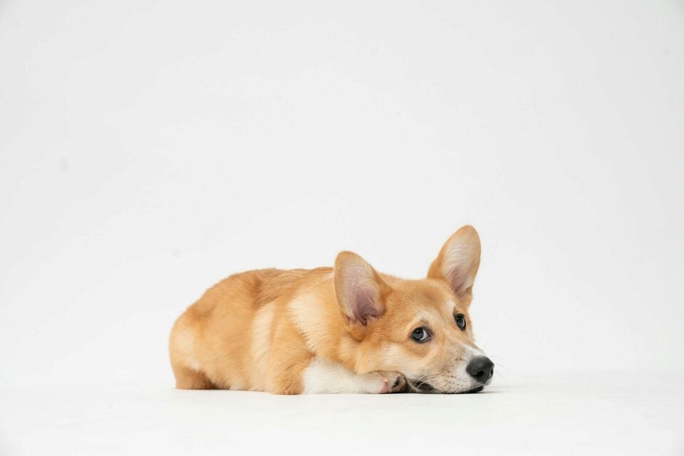Spotting the Subtle Corgi Signs of Stress and Anxiety