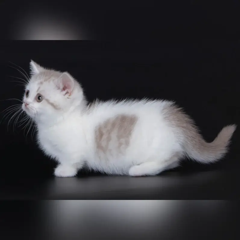 Looking for Munchkin Kittens? Find Your Buddy at Our Cattery