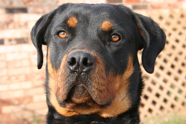Understanding Rottweiler Eye Issues: Symptoms and Prevention