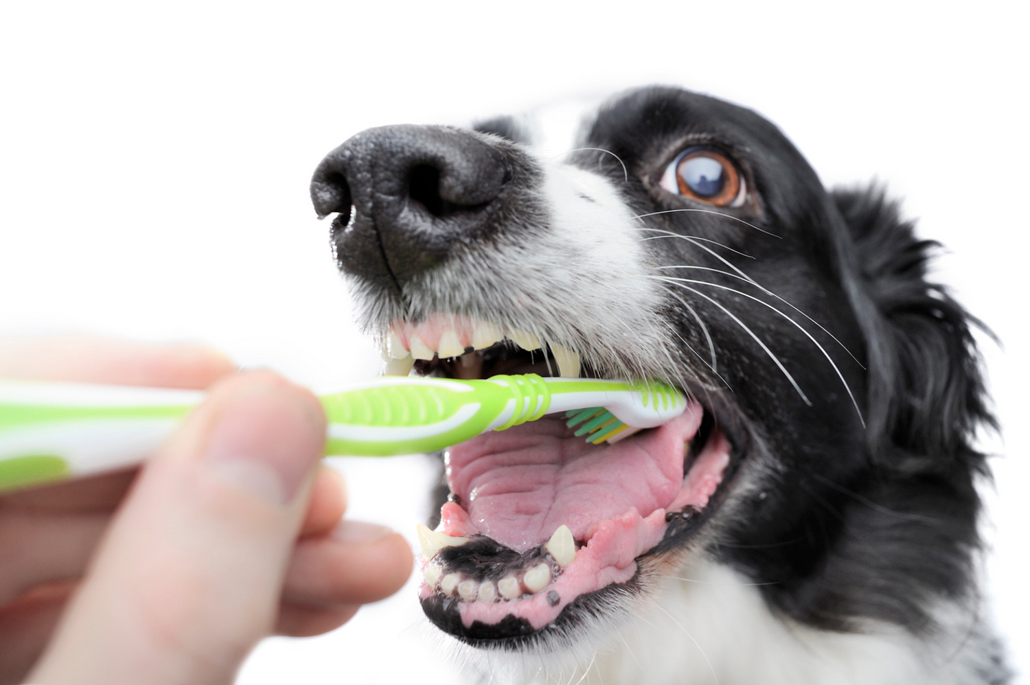 Finding Affordable Pet Teeth Cleaning: Your Budget-Friendly Guide