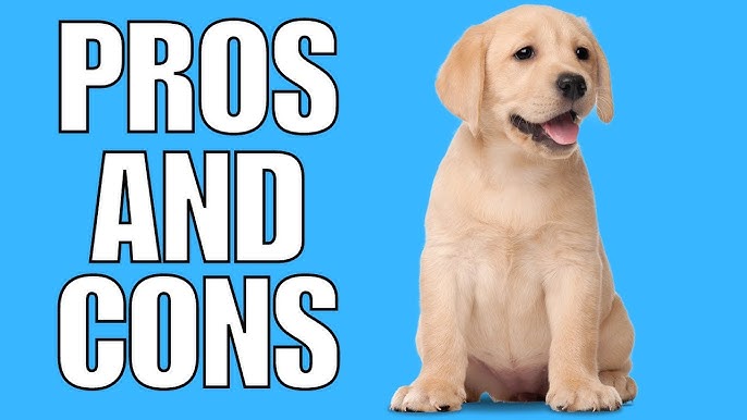 Owning a Golden Retriever Chocolate Lab Mix (The Pros and Cons to Consider)