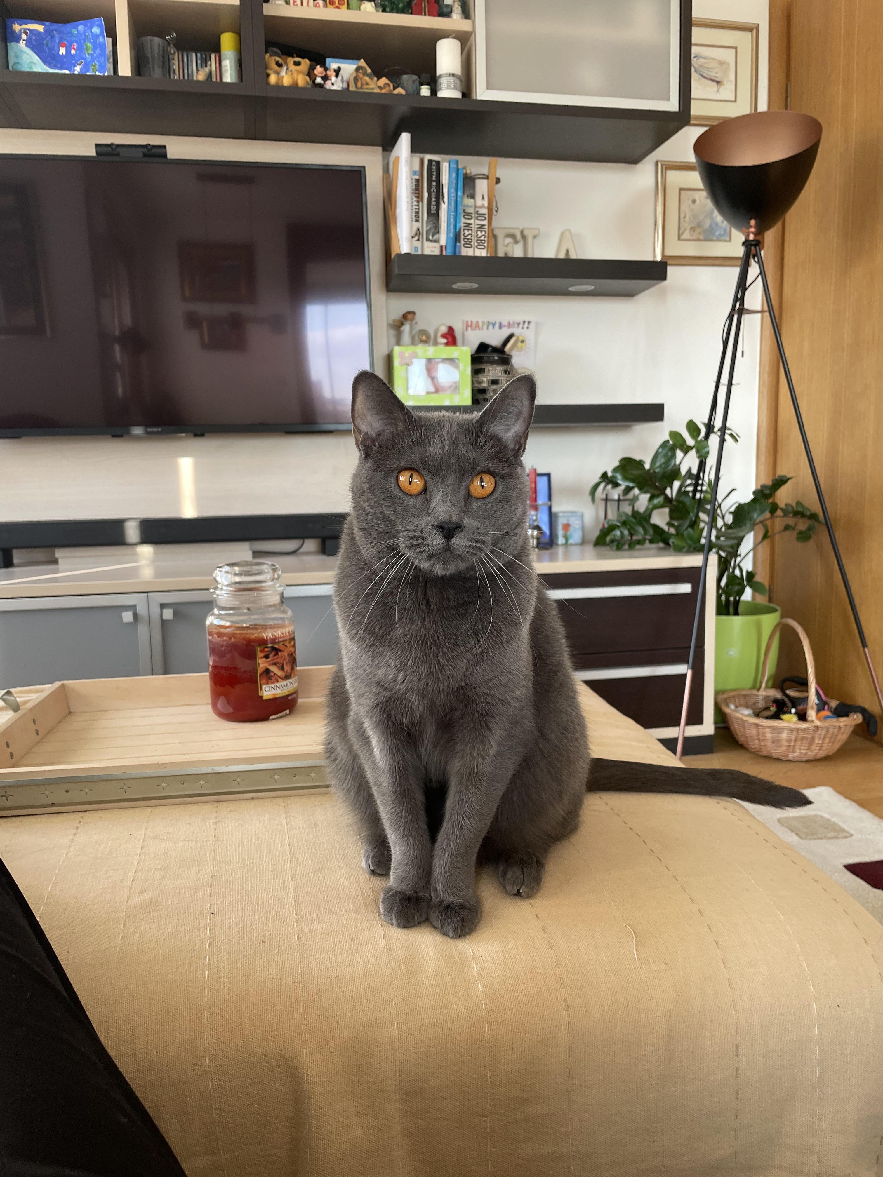 Is a Brown Russian Blue Cat Right for You? Find Out Now