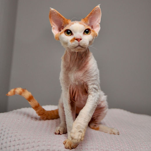Devon Rex Cattery: Home-Raised Kittens with Love & Care
