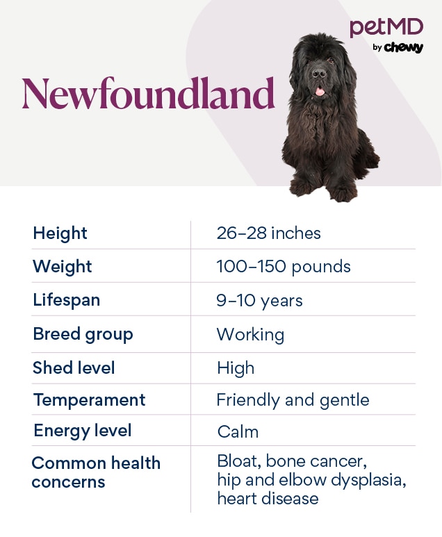 Newfoundland Dog News: Health, Training, and Care Tips