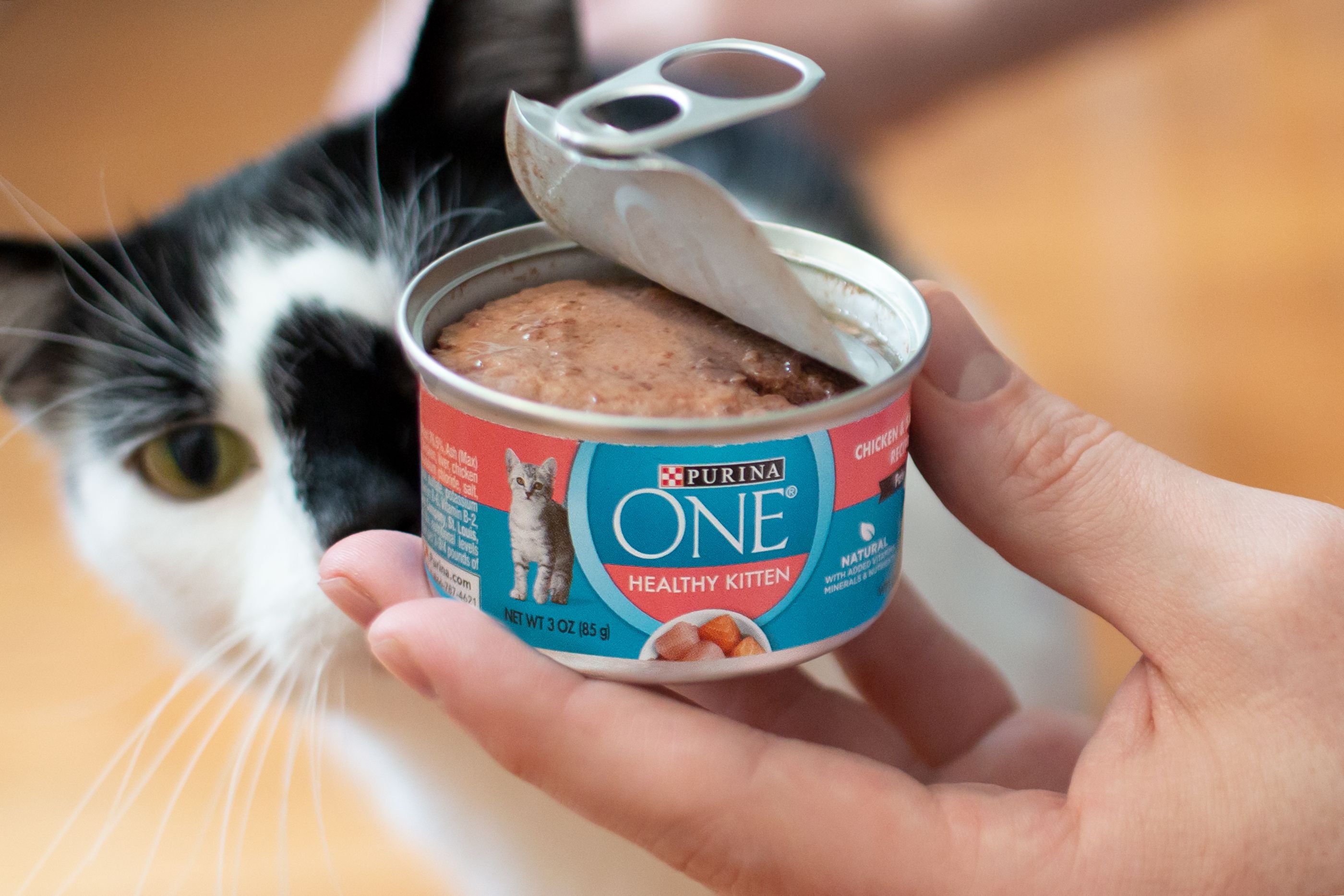 High Calorie Canned Cat Food: Best Choices for Your Kitty