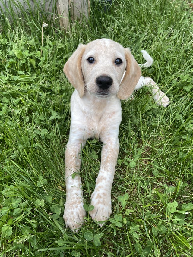 Everything You Need to Know About the Labrador English Setter Mix