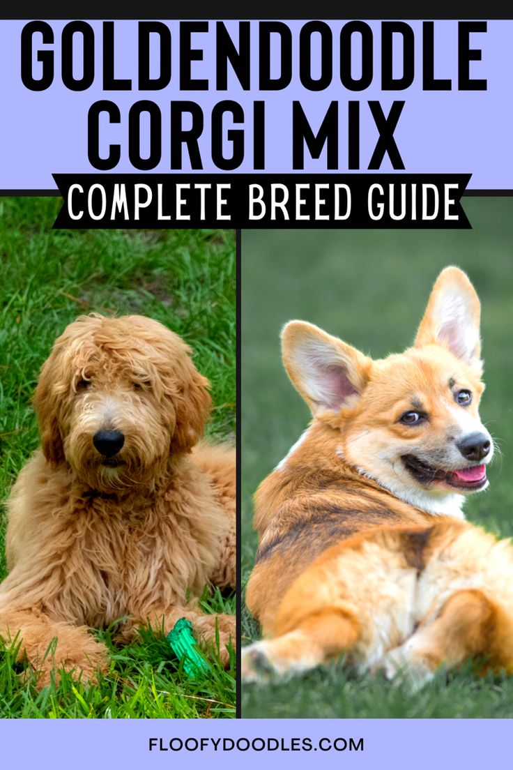 Corgi Goldendoodle Mix: The Ultimate Guide to a Cute Breed