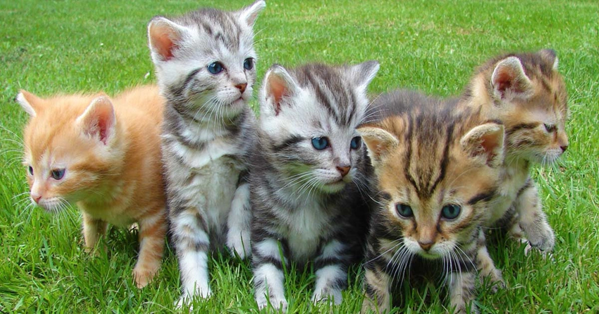 Cute Aristocats Siamese Cat Names Youll Absolutely Love