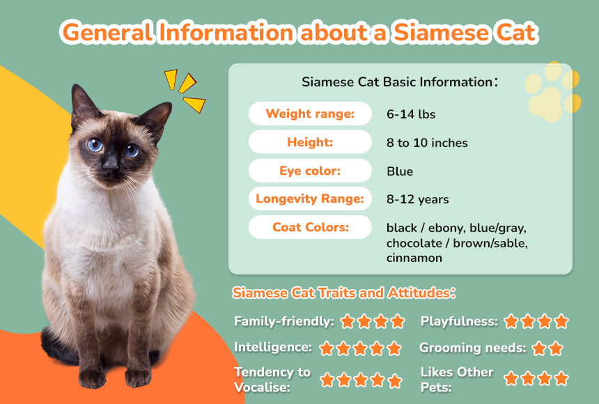 Tan Siamese Cat Personality: What to Expect from This Cat