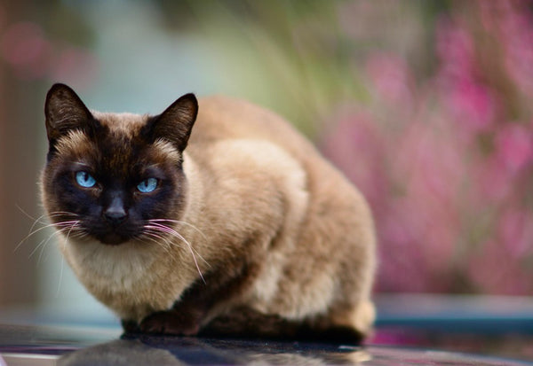Are Siamese Cats Aggressive? Find Out What Makes Them Tick!