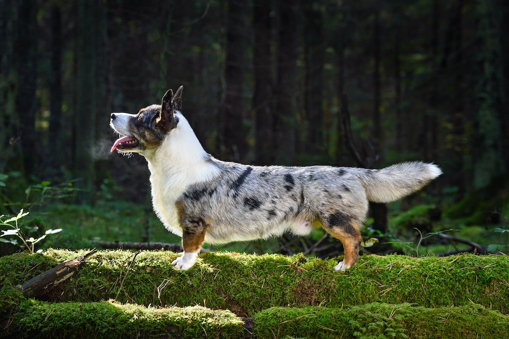 Thinking of Getting a Grey Corgi? Heres What You Need to Know