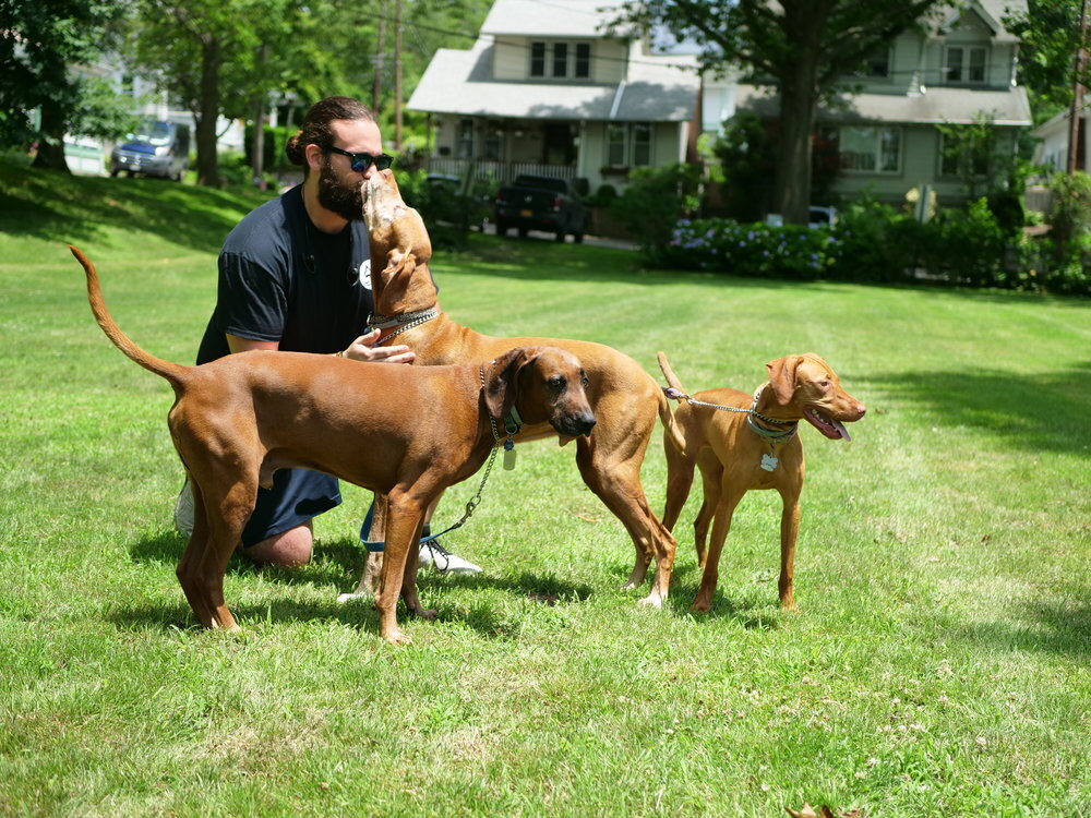Dans Pet Care - Glen Cove: The Top Choice for Pet Services