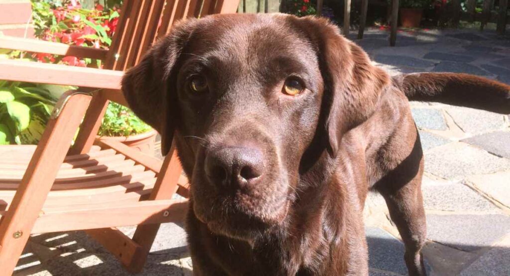 Is a Chocolate Golden Lab Mix Right for You? Find Out!