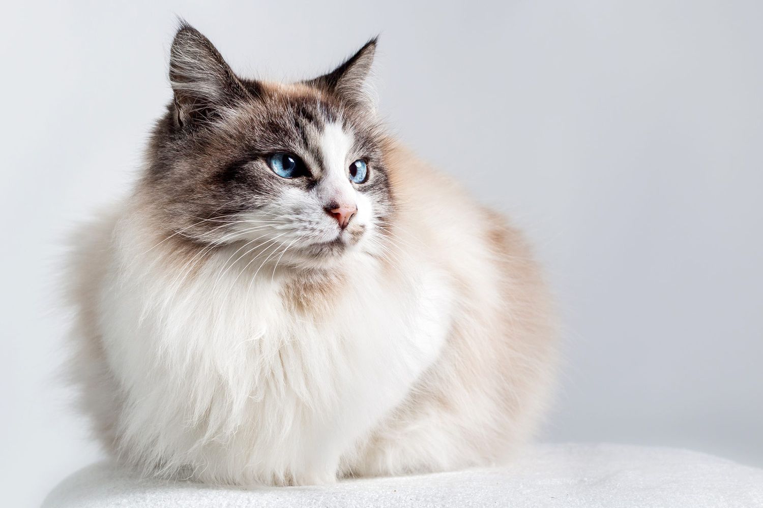 Looking for a Silver Ragdoll Cat? Heres What You Should Know