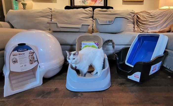 Best Cat Litter for Senior Cats: Make Life Easier