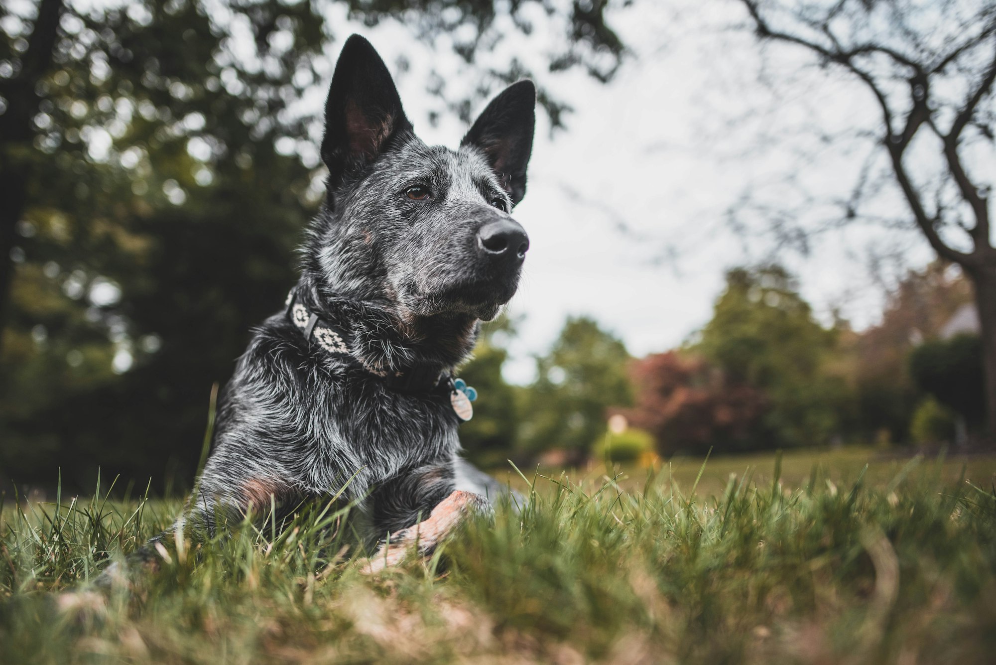 Finding the Best Cow Dogs: A Guide to Choosing the Right Breed