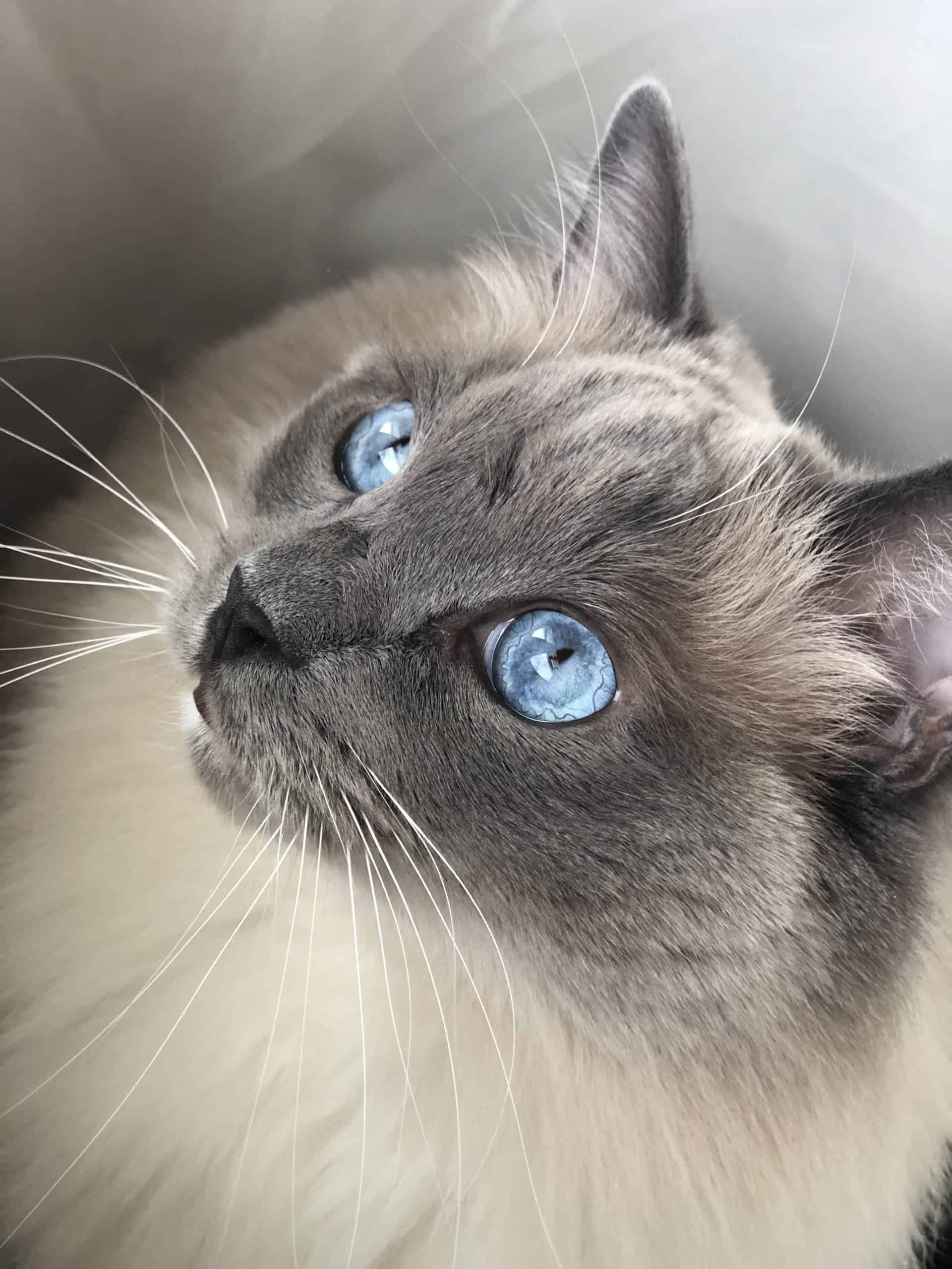 The Adorable Ragdoll Blue Point Cat: A Comprehensive Guide