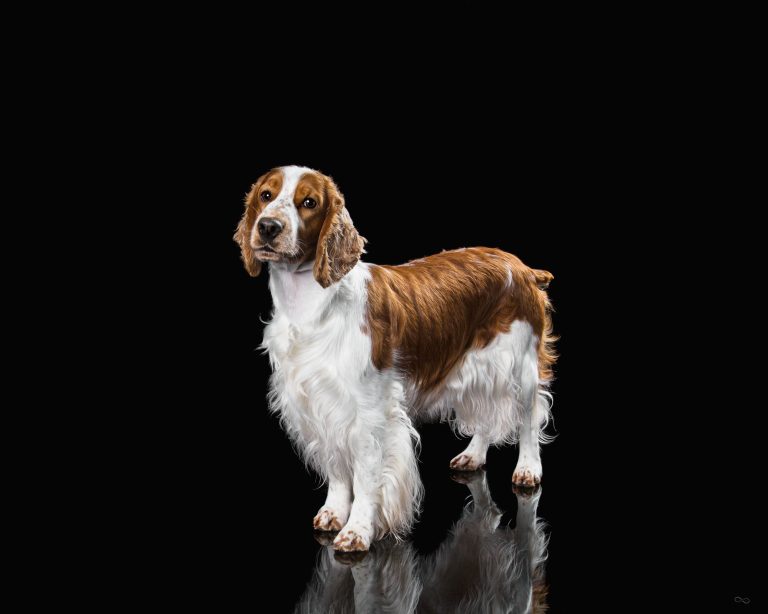 Breaking Welsh Springer Spaniel News: Whats New Today?