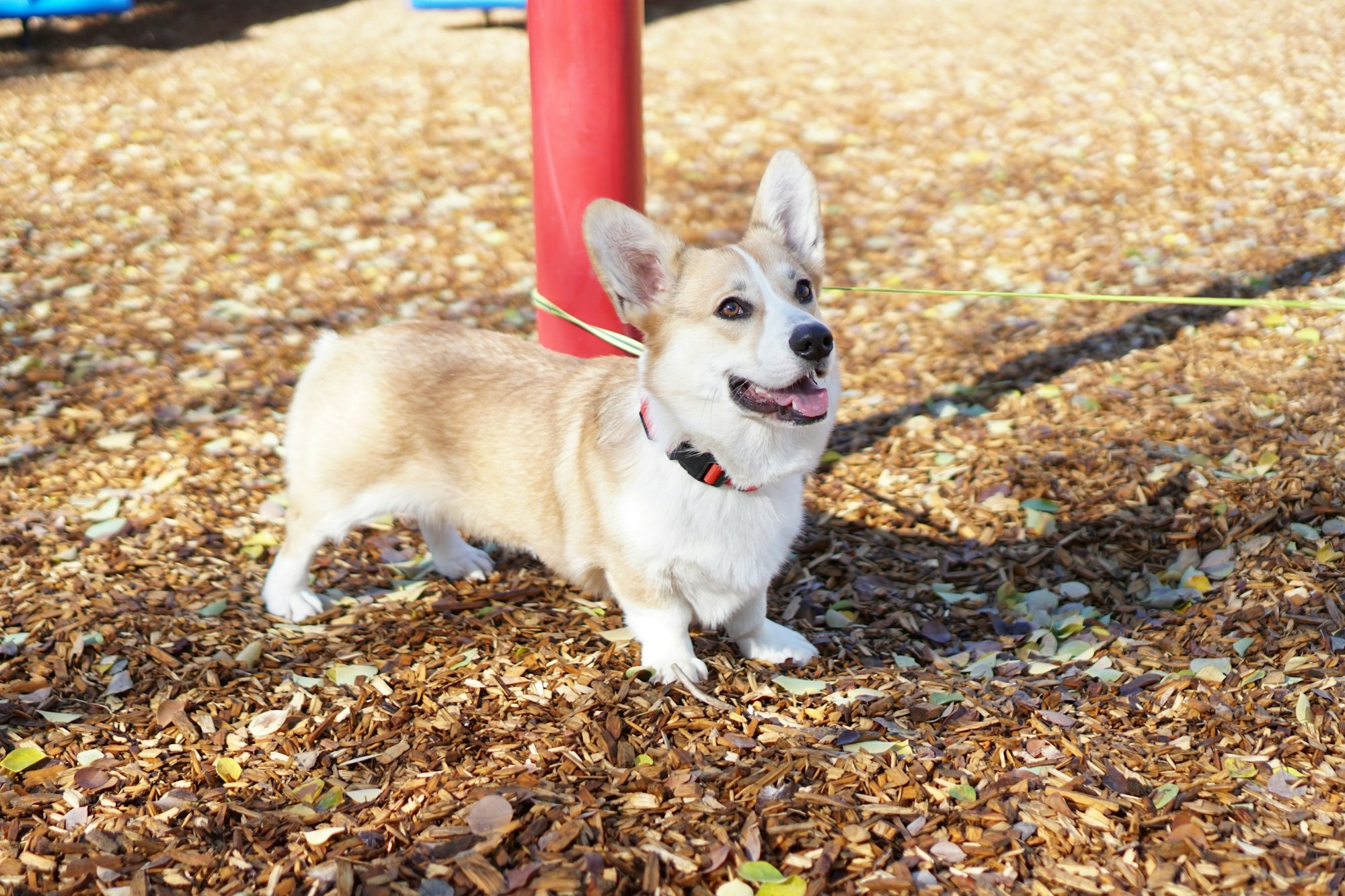 Is a Corgi Goldendoodle Mix Right for You? Discover the Pros and Cons of This Popular Mix.