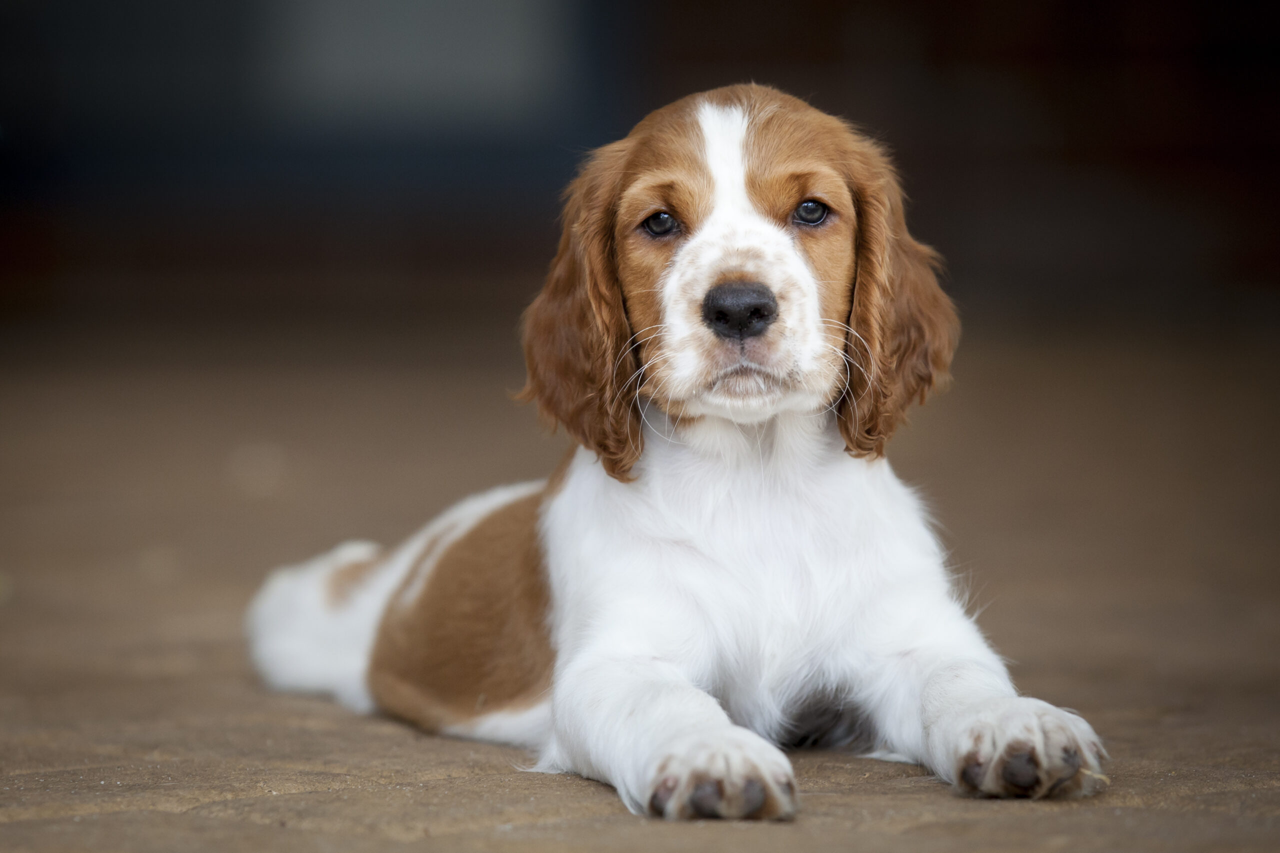 Breaking Welsh Springer Spaniel News: Whats New Today?