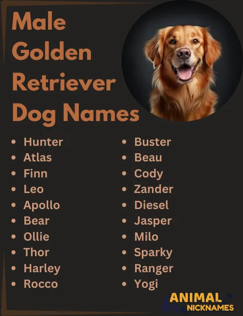Looking for Good Names for Golden Retrievers? Check Out These Ideas