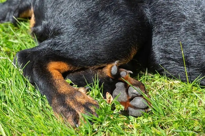 Understanding Rottweiler Dew Claws: What Every Owner Should Know
