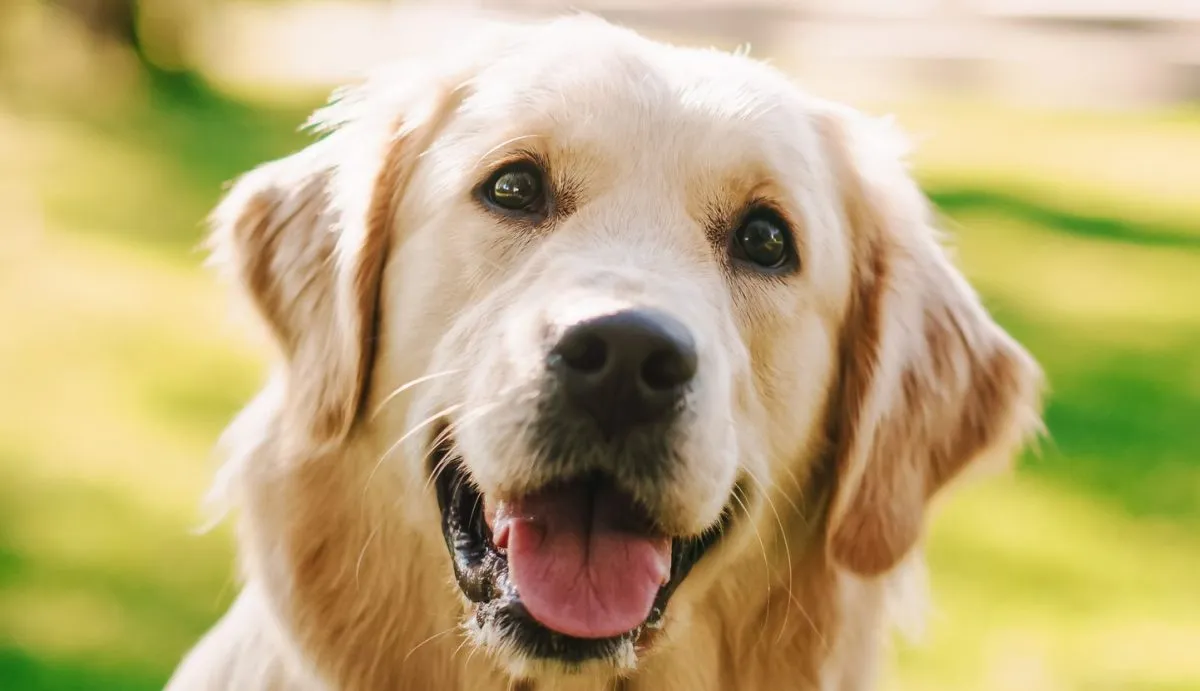 Is a Short Hair Golden Retriever the Perfect Dog for You? Find Out Here