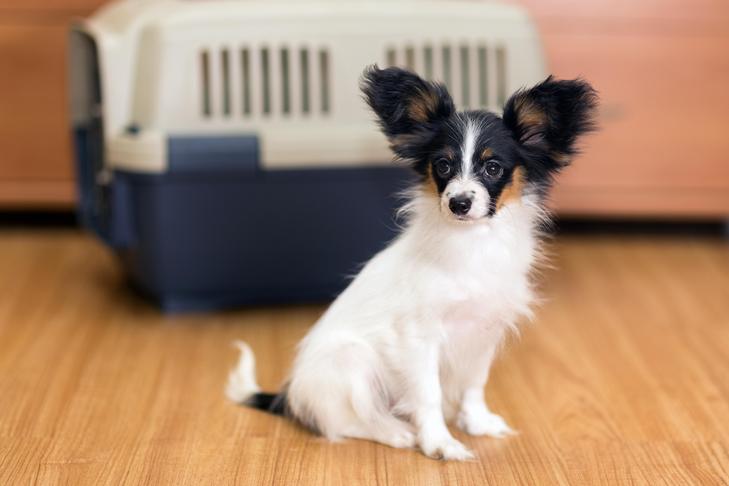 Choosing a pet toy carrier: Tips and tricks to make your pets travel enjoyable and stress-free