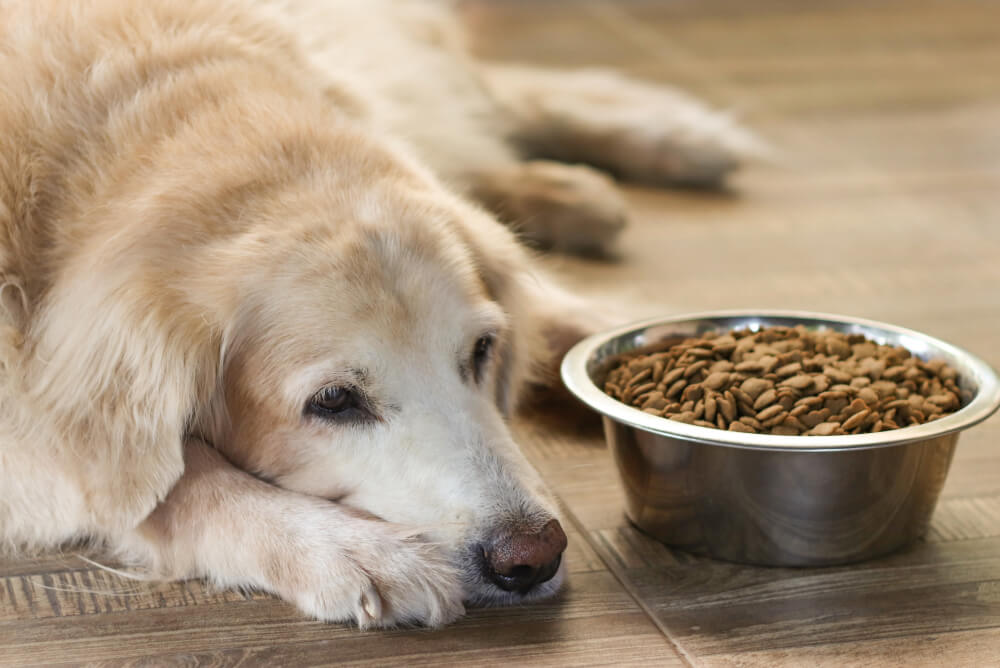 Best Dog Food With Glucosamine: Our Top Picks (and Why Your Dog Might Need It Now)