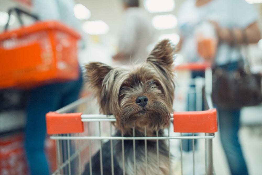 Dog Policies at Pet Supplies Plus: Can Your Pup Come Along?