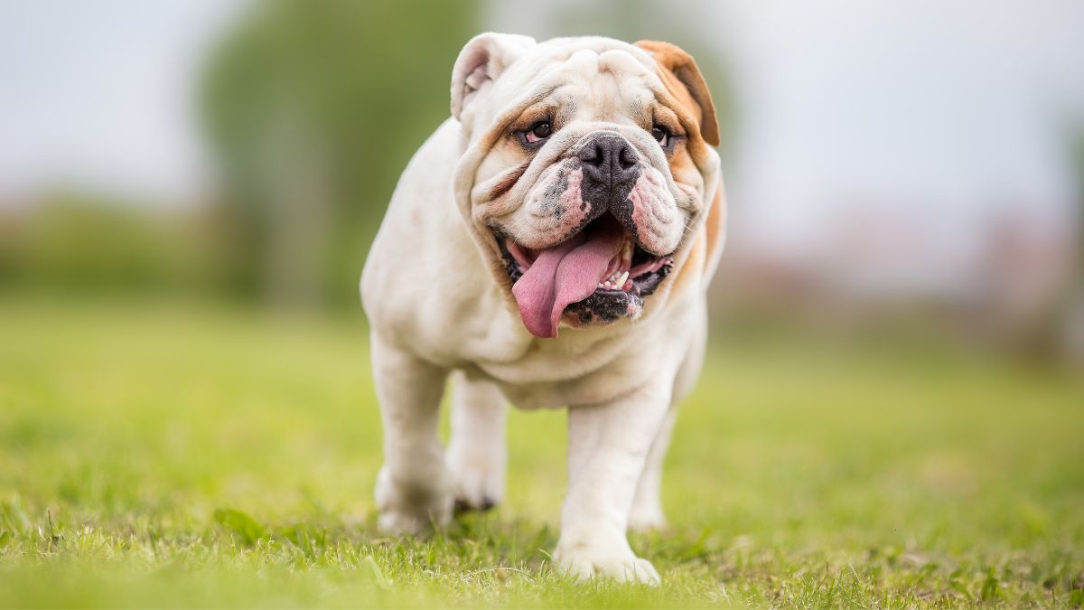 Choosing the Best British Bulldog Names? Heres Your Guide