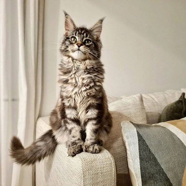 Looking for Maine Coon Kittens? Fur Paws Cattery is Here