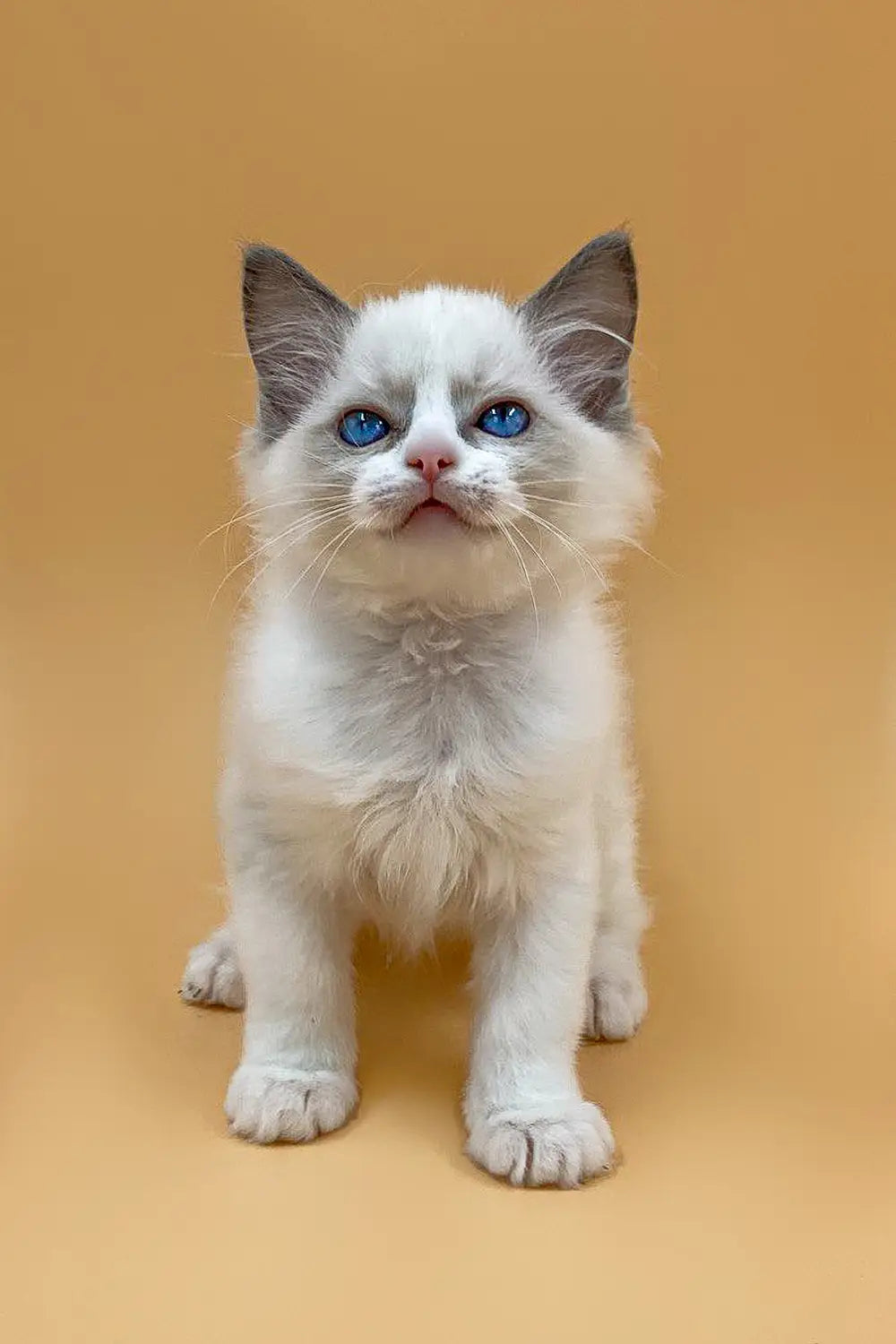 Ragdoll Cattery Georgia: Your Source for Purebred Ragdoll Cats.